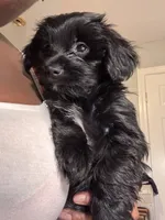 Coco, a female Chihuahua and Yorkshire Terrier for sale in Dorchester Center, MA – Photo 9 of 10