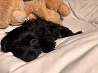 Coco, a female Chihuahua and Yorkshire Terrier for sale in Dorchester Center, MA – Photo 6 of 10