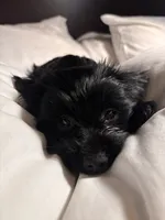 Coco, a female Chihuahua and Yorkshire Terrier for sale in Dorchester Center, MA – Photo 5 of 10