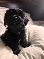 Coco, a female Chihuahua and Yorkshire Terrier for sale in Dorchester Center, MA – Photo 10 of 10