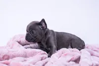 Thunder, a female French Bulldog for sale in Chicago, IL – Photo 4 of 4