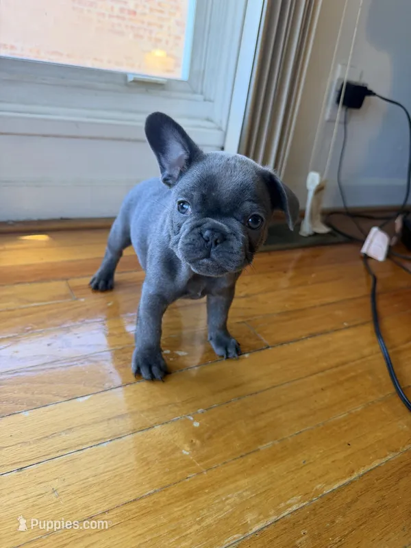 Thunder – French Bulldog puppy for sale in Chicago, IL