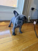 Thunder, a female French Bulldog for sale in Chicago, IL – Photo 1 of 4