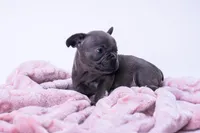 Thunder, a female French Bulldog for sale in Chicago, IL – Photo 3 of 4