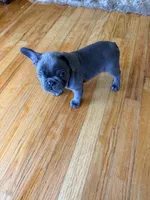 Thunder, a female French Bulldog for sale in Chicago, IL – Photo 2 of 4