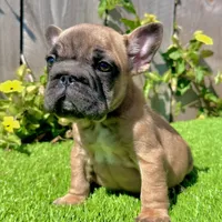 Missy (Big Rope Frenchie), a female French Bulldog for sale in San Diego, CA – Photo 4 of 4