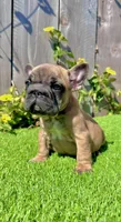 Missy (Big Rope Frenchie), a female French Bulldog for sale in San Diego, CA – Photo 4 of 4