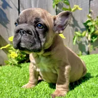 Missy (Big Rope Frenchie), a female French Bulldog for sale in San Diego, CA – Photo 3 of 4