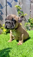 Missy (Big Rope Frenchie), a female French Bulldog for sale in San Diego, CA – Photo 3 of 4