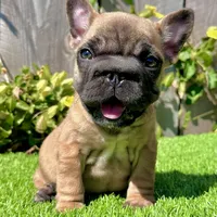 Missy (Big Rope Frenchie), a female French Bulldog for sale in San Diego, CA – Photo 2 of 4