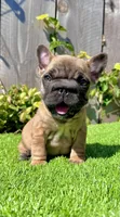 Missy (Big Rope Frenchie), a female French Bulldog for sale in San Diego, CA – Photo 2 of 4