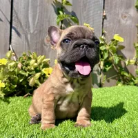 Missy (Big Rope Frenchie), a female French Bulldog for sale in San Diego, CA – Photo 1 of 4