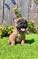 Missy (Big Rope Frenchie), a female French Bulldog for sale in San Diego, CA – Photo 1 of 4