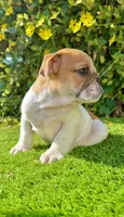 🐶 Bella – Traditional Fawn English Bulldog Female , a female English Bulldog for sale in San Diego, CA – 4 of 4