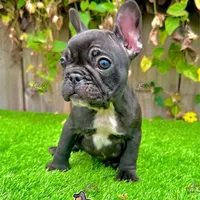 Colt (Male Frenchie), a male French Bulldog for sale in San Diego, CA – Photo 3 of 4