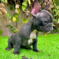 Colt (Male Frenchie), a male French Bulldog for sale in San Diego, CA – Photo 2 of 4