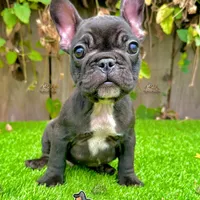 Colt (Male Frenchie), a male French Bulldog for sale in San Diego, CA – Photo 4 of 4