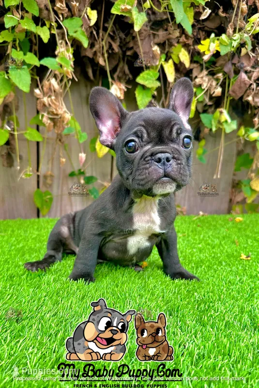 Colt (Male Frenchie)