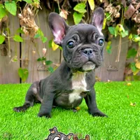Colt (Male Frenchie), a male French Bulldog for sale in San Diego, CA – Photo 1 of 4