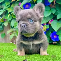 Tank (Fluffy Frenchie), a male French Bulldog for sale in San Diego, CA – Photo 2 of 5