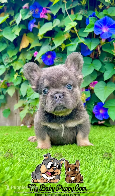 Tank (Fluffy Frenchie)