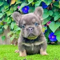 Tank (Fluffy Frenchie), a male French Bulldog for sale in San Diego, CA – Photo 1 of 5