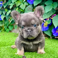 Tank (Fluffy Frenchie), a male French Bulldog for sale in San Diego, CA – Photo 5 of 5