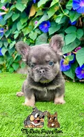 Tank (Fluffy Frenchie), a male French Bulldog for sale in San Diego, CA – Photo 5 of 5
