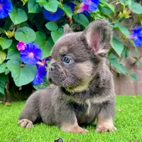 Tank (Fluffy Frenchie), a male French Bulldog for sale in San Diego, CA – Photo 3 of 5