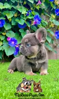Tank (Fluffy Frenchie), a male French Bulldog for sale in San Diego, CA – Photo 3 of 5