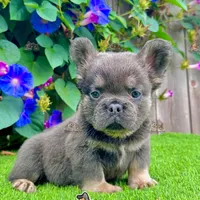 Tank (Fluffy Frenchie), a male French Bulldog for sale in San Diego, CA – Photo 4 of 5