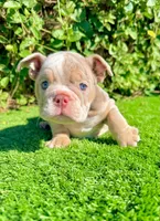 Chanel – Lilac Tri Merle English Bulldog Female, a female English Bulldog for sale in San Diego, CA – 2 of 4