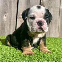Angus (English Bulldog), a male English Bulldog for sale in San Diego, CA – Photo 2 of 4