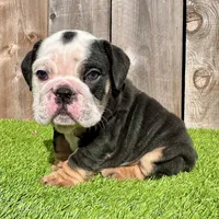 Angus (English Bulldog), a male English Bulldog for sale in San Diego, CA – Photo 3 of 4