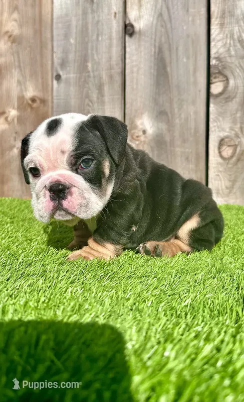 Angus (English Bulldog)