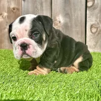 Angus (English Bulldog), a male English Bulldog for sale in San Diego, CA – Photo 1 of 4