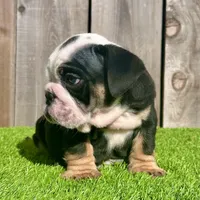 Angus (English Bulldog), a male English Bulldog for sale in San Diego, CA – Photo 4 of 4