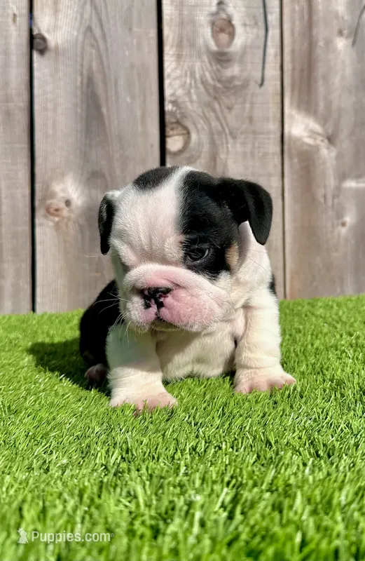 Meatball (English Bulldog)