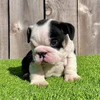 Meatball (English Bulldog), a male English Bulldog for sale in San Diego, CA – Photo 1 of 4