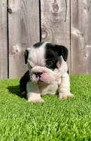 processed/aa7e8f30-e54e-49af-bb7f-98edaedc453f/listing/31bd1012-790e-4034-b1f6-3a9ba79dc47b/16a57e1a-52bd-4d2e-aae0-45bb5629f070