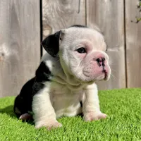 Meatball (English Bulldog), a male English Bulldog for sale in San Diego, CA – Photo 2 of 4