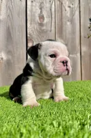 processed/aa7e8f30-e54e-49af-bb7f-98edaedc453f/listing/31bd1012-790e-4034-b1f6-3a9ba79dc47b/2cb51e36-0e5c-472d-8060-fabb44837e7b