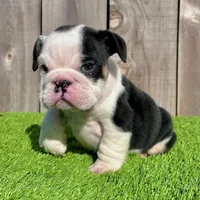 Meatball (English Bulldog), a male English Bulldog for sale in San Diego, CA – Photo 3 of 4