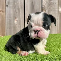 Meatball (English Bulldog), a male English Bulldog for sale in San Diego, CA – Photo 4 of 4