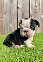 processed/aa7e8f30-e54e-49af-bb7f-98edaedc453f/listing/31bd1012-790e-4034-b1f6-3a9ba79dc47b/f96aeddc-a009-44fc-b8e9-2493c0a9bcac