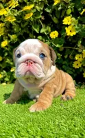 Wrinkly Fawn Merle English Bulldog Female – Blue Eyes, a female English Bulldog for sale in San Diego, CA – Photo 4 of 6