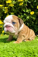 Wrinkly Fawn Merle English Bulldog Female – Blue Eyes, a female English Bulldog for sale in San Diego, CA – Photo 1 of 6