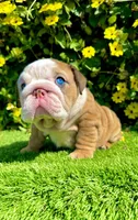 Wrinkly Fawn Merle English Bulldog Female – Blue Eyes, a female English Bulldog for sale in San Diego, CA – Photo 3 of 6
