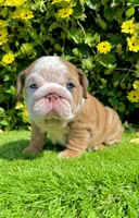 Wrinkly Fawn Merle English Bulldog Female – Blue Eyes, a female English Bulldog for sale in San Diego, CA – Photo 2 of 6