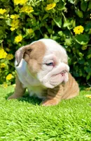 Wrinkly Fawn Merle English Bulldog Female – Blue Eyes, a female English Bulldog for sale in San Diego, CA – Photo 6 of 6